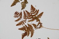 羽節蕨藏品圖，第4張