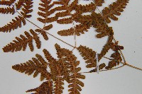 羽節蕨藏品圖，第5張