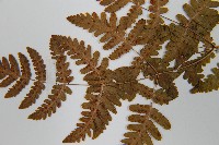 羽節蕨藏品圖，第6張