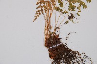 冷蕨藏品圖，第3張