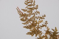 冷蕨藏品圖，第5張