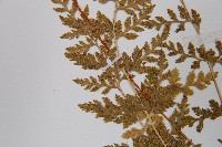 冷蕨藏品圖，第6張