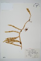 杉葉蔓石松藏品圖，第1張