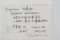 杉葉蔓石松藏品圖，第2張