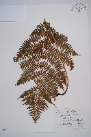 短葉蹄蓋蕨藏品圖，第1張