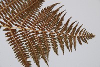 短葉蹄蓋蕨藏品圖，第6張