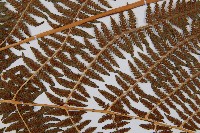 短葉蹄蓋蕨藏品圖，第7張