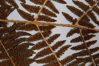 短葉蹄蓋蕨藏品圖，第8張