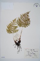 黑鱗短腸蕨藏品圖，第1張