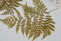黑鱗短腸蕨藏品圖，第4張