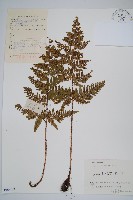 假異鱗毛蕨藏品圖，第1張