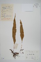 瓦葦藏品圖，第1張