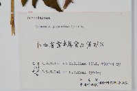 紫萁藏品圖，第2張