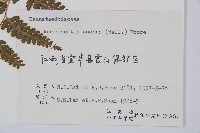 碗蕨藏品圖，第2張