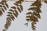 碗蕨藏品圖，第3張