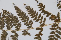 碗蕨藏品圖，第4張