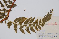 碗蕨藏品圖，第5張