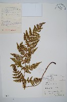 南海鱗毛蕨藏品圖，第1張