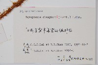 闊鱗鱗毛蕨藏品圖，第2張