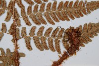 闊鱗鱗毛蕨藏品圖，第3張