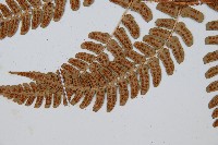 闊鱗鱗毛蕨藏品圖，第4張