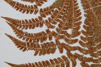 闊鱗鱗毛蕨藏品圖，第5張