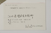 日本鳳丫蕨藏品圖，第2張