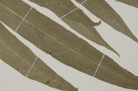 日本鳳丫蕨藏品圖，第3張