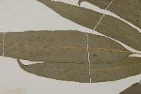 日本鳳丫蕨藏品圖，第4張