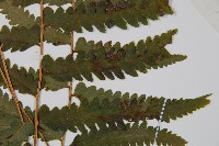 臺北鱗蓋蕨藏品圖，第1張