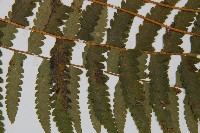 臺北鱗蓋蕨藏品圖，第2張