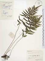 毛蕨藏品圖，第1張