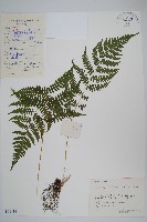 密腺副金星蕨藏品圖，第1張