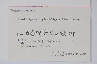 密腺副金星蕨藏品圖，第2張