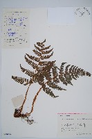 闊鱗鱗毛蕨藏品圖，第1張