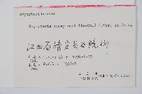 闊鱗鱗毛蕨藏品圖，第2張