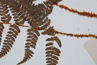 闊鱗鱗毛蕨藏品圖，第3張