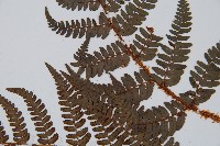 闊鱗鱗毛蕨藏品圖，第4張