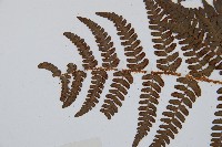 闊鱗鱗毛蕨藏品圖，第5張