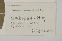 日本鳳丫蕨藏品圖，第2張