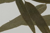 日本鳳丫蕨藏品圖，第3張