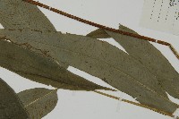 日本鳳丫蕨藏品圖，第4張