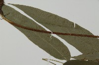 日本鳳丫蕨藏品圖，第5張