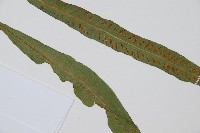 單葉雙蓋蕨藏品圖，第3張