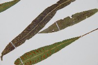 單葉雙蓋蕨藏品圖，第4張