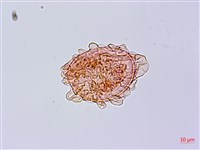 單葉雙蓋蕨藏品圖，第2張