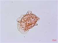 單葉雙蓋蕨藏品圖，第4張