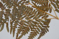 蕨藏品圖，第3張