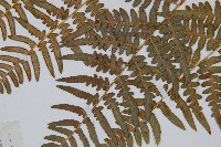 蕨藏品圖，第4張