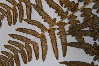 蕨藏品圖，第5張